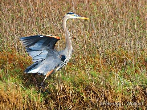 Great Blue Heron_32172.jpg - (Ardea herodias)Photographed along the Gulf coast near Port Lavaca, Texas, USA.